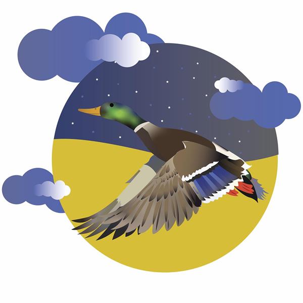 پرواز مرغابی در شب ابری کوچ 1