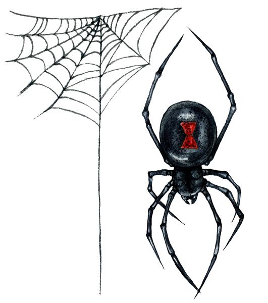 تصویر آبرنگ عنکبوت بیوه سیاه و تار جدا شده در پس زمینه سفید تزئینات عروسی گوتیک تیره با دست تصویر گیاه شناسی هالووین به سبک قدیمی