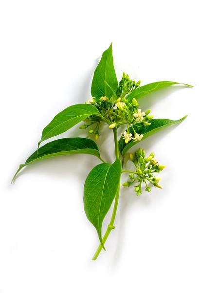 Gymnema indorum یا Gymnema گل برگ سبز دارای ماده موثره اسید Gymnemic گیرنده قند را روی جوانه های چشایی مسدود می کند که شیرینی را سرکوب می کند