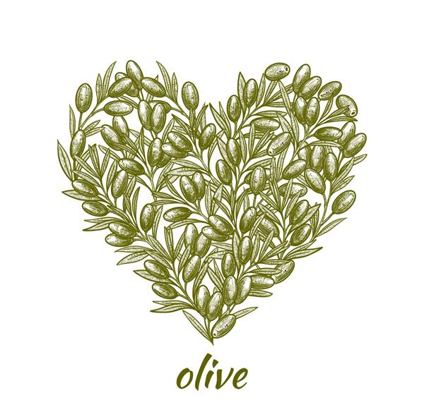 زیتون به شکل قلب تصویر زیتون کشیده شده با دست غذای گیاهی برای برچسب و پوستر تصویر برداری