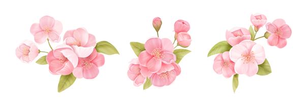 دسته گل گیلاس بهاری ساکورا مجموعه وکتور گلبرگ های صورتی واقع گرایانه شکوفه شاخه برگ طراحی تصویر درخت بهار