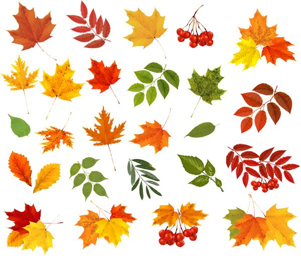 مجموعه ای از برگ های رنگارنگ پاییزی تصویر برداری
