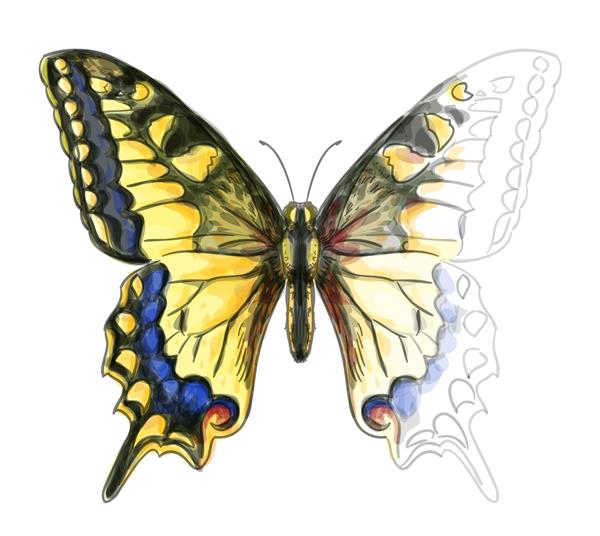 پروانه پاپیلو ماچائون تقلید نقاشی آبرنگ ناتمام تصویر برداری