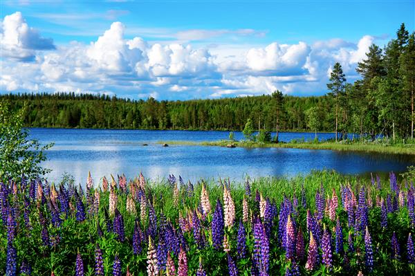 منظره تابستانی زیبای اسکاندیناوی با لوپین و دریاچه