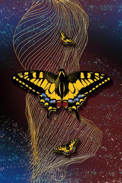 بال های یک پس زمینه بافت مورفو پروانه پروانه مورفو فضاهای کپی