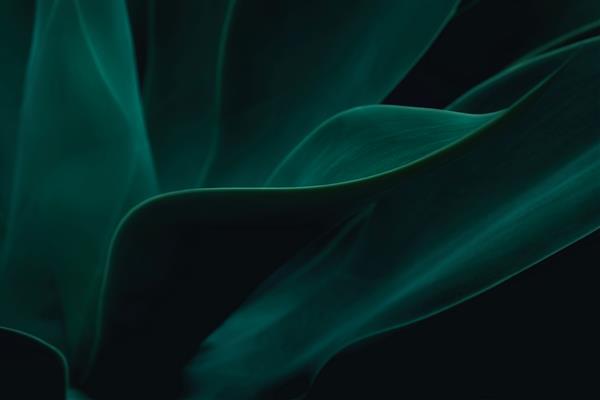 گیاه کاکتوس Agave attenuata بافت جزئیات نرم انتزاعی طبیعی ظریف و سیال خطوط را شکل می دهد برای لبه های برگ متمرکز و پس زمینه تار برجسته کنید رنگ سبز تیره احساس بد خلقی تاریک