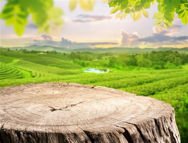 میز خالی چوبی یا کنده چوبی قدیمی با مزارع چای تار روی تپه در برابر آسمان عصر و به عنوان قاب نمایش محصول مفهوم پس زمینه طبیعت پایه