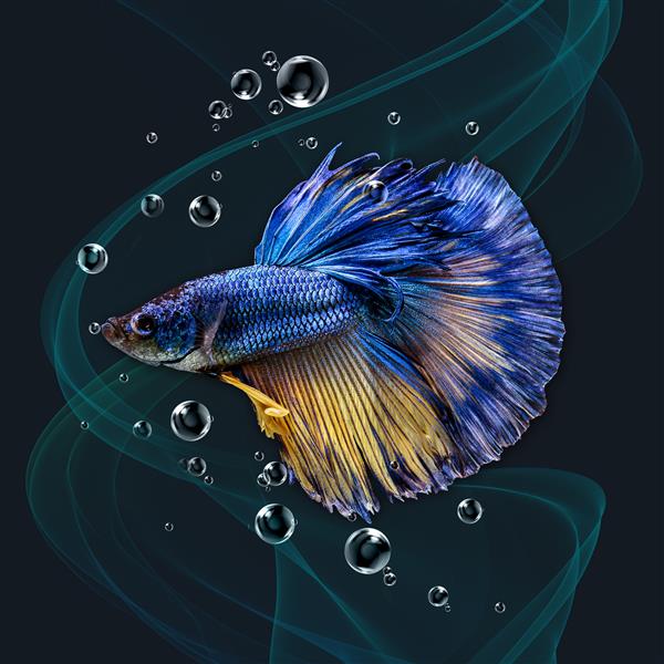 تصویر سه بعدی از ماهی