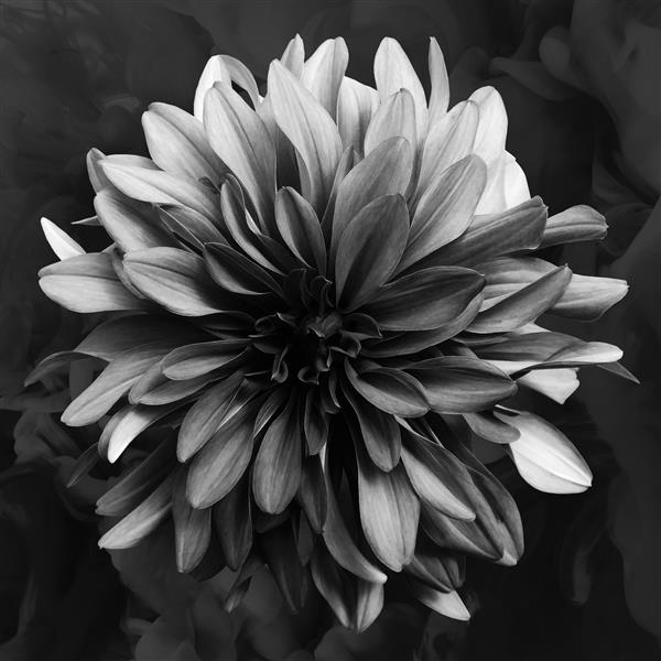 تصویر سه بعدی از تصویر گل