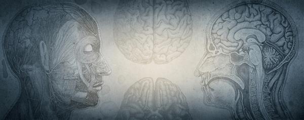تصویر آناتومیک از پس زمینه خلاق مغز انسان مفهوم تاریخ آموزش علم پزشکی تاریخچه مطالعه مغز