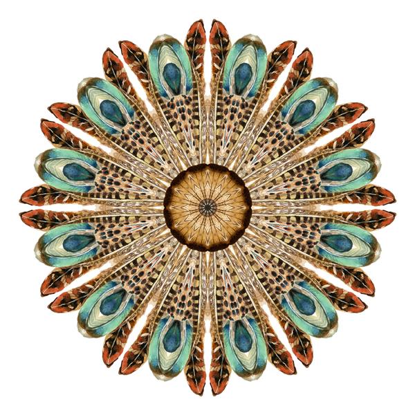 ماندالای انتزاعی آبرنگ الگوی نقاشی شده با دست با پر در رنگ های طبیعی الگوی توری تزئین شده برای طراحی بوهو یا قبیله ای توری با پرهای مختلف پرندگان جدا شده در زمینه سفید