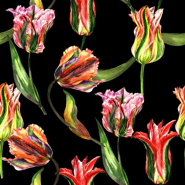 الگوی گل لاله گل وحشی در سبک آبرنگ جدا شده نام کامل گیاه لاله گل وحشی آکوارل برای پس زمینه بافت الگوی لفاف قاب یا حاشیه
