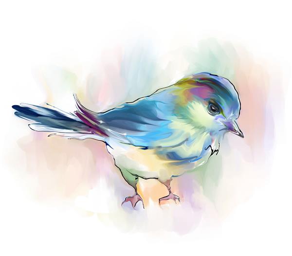پرنده رنگی زیبا