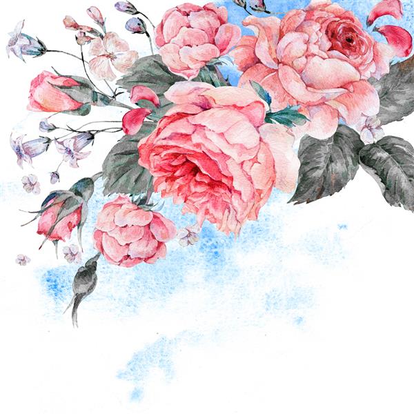 گل رز انگلیسی صورتی با آبرنگ پرنعمت کارت تبریک طبیعی آبرنگ با گل تصویر گیاه شناسی جدا شده در پس زمینه سفید