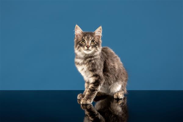 گربه یا بچه گربه جوان در مقابل یک آبی نشسته است