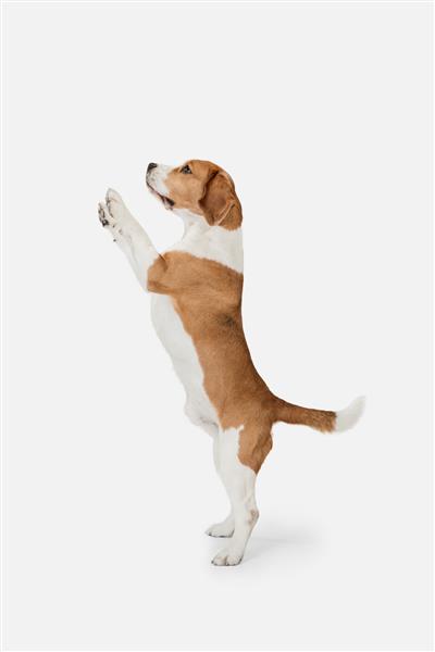 سگ بیگل بامزه کوچک که روی دیوار سفید ژست گرفته است
