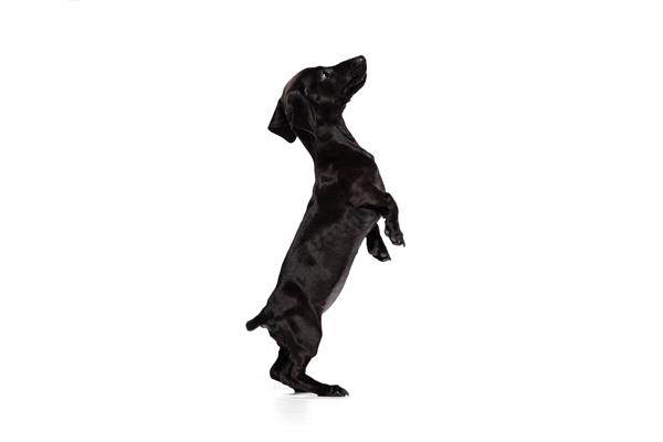 یک سگ داشوند توله‌سگ بازیگوش ناز که روی پاهای عقب ایستاده و روی پس‌زمینه سفید استودیو ژست گرفته است
