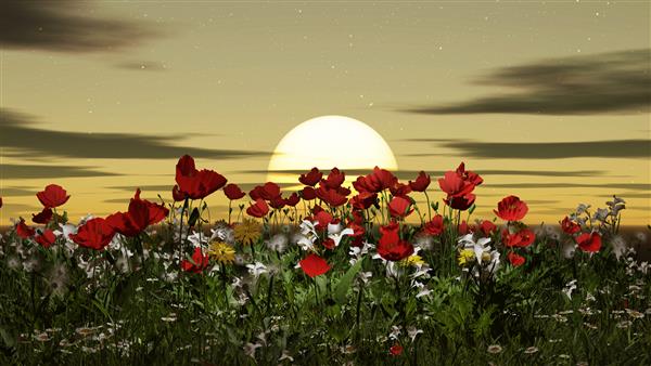 گلزارهای خشخاش شکوفه دار در غروب آفتاب گلهای خشخاش قرمز در چمن سبز در تابستان رندر سه بعدی