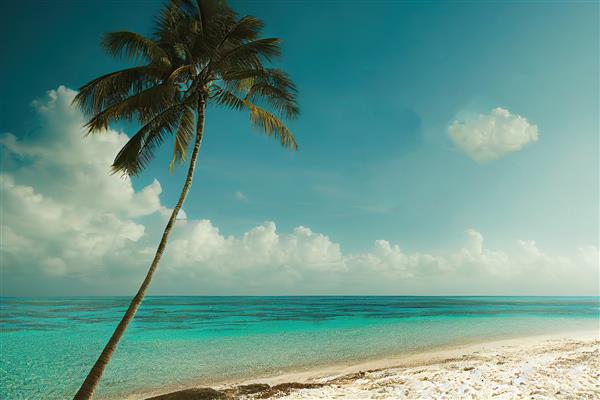تصویر سه بعدی ساحل شن و ماسه سفید زیبا آسمان آبی اقیانوس فیروزه ای و درختان نخل