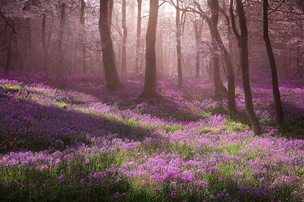 جنگل جنگلی با گلهای صورتی و بنفش شکوفه در یک روز آفتابی تصویر سه بعدی