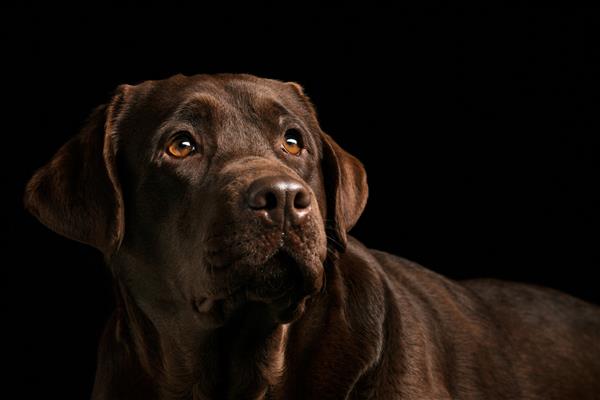 پرتره سگ لابرادور سیاه رنگ گرفته شده است
