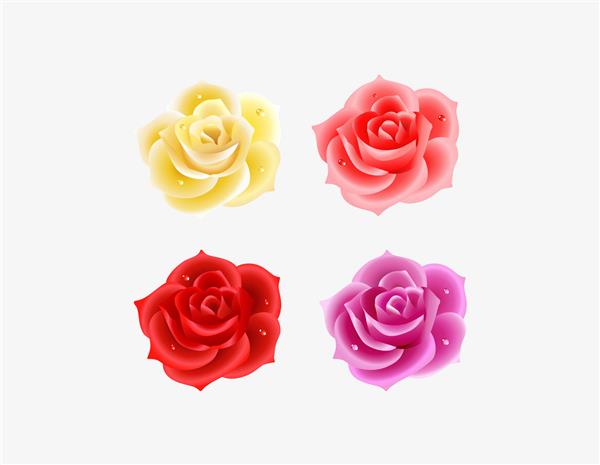 چهار رنگ مختلف گل رز