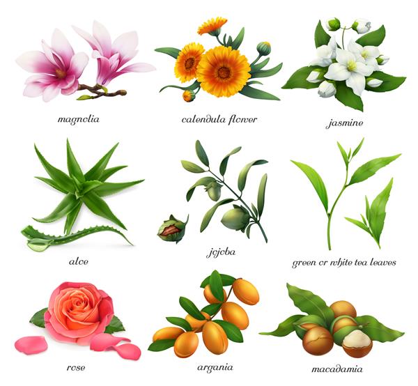 مجموعه تصویری گیاهان دارویی و طعم دهنده ها