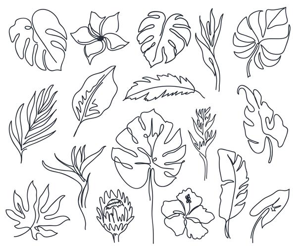 مجموعه ای از گل های مختلف خطی برگ های هیولا و دیگر برگ های سیاه و سفید نقاشی مینیمال طرح کلی