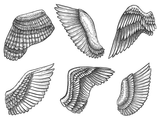بال های کشیده شده با دست طرح بال پرنده یا فرشته با پر حکاکی شده با نمادهای مختلف هرالدیک برای مجموعه وکتور قدیمی تاتو یا نماد عناصر بال در موقعیت و شکل های مختلف
