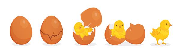 کارتونی جوجه مرغ ناز از مراحل تخم مرغ پوسته تخم مرغ ترک خورده و جوجه زرد تازه متولد شده مفهوم بردار تولد شخصیت پرنده مزرعه عید پاک شخصیت نوزاد زرد که از پوسته ظاهر می شود