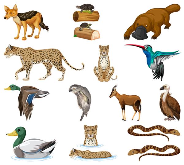 انواع مختلف مجموعه حیوانات