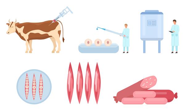 اینفوگرافیک بردار علوم غذایی بیوراکتور بیوراکتور سلول های گاو و آزمایشگاه رشد عضلانی فرآیند تولید گوشت گاو کشت شده مسطح