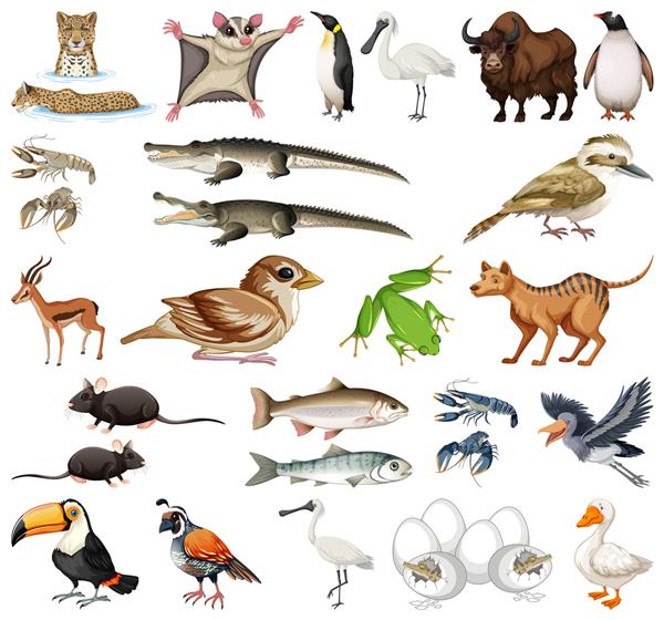 انواع مختلف مجموعه حیوانات