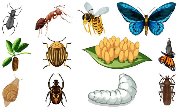 انواع مختلف جمع آوری حشرات