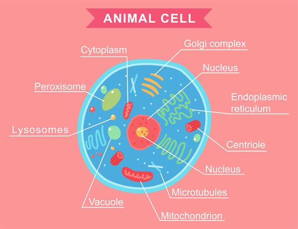 تصویر کارتونی آناتومی سلول حیوانی جدا شده در