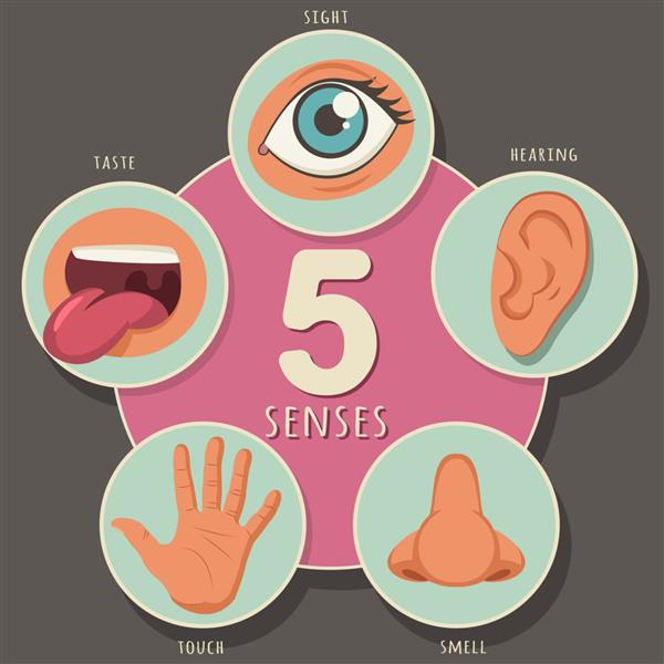 پنج حواس انسان بینایی شنوایی بویایی چشایی و لامسه وکتور آیکون های کارتونی چشم بینی دهان گوش و دست جدا شده
