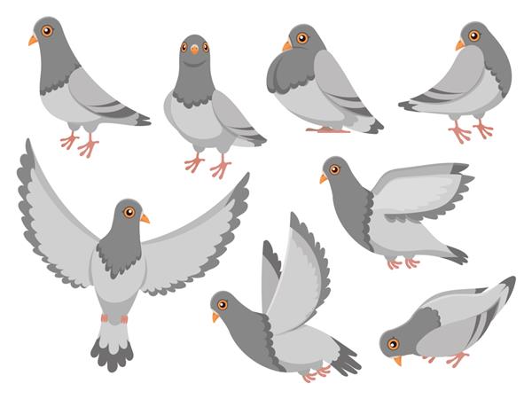 کبوتر کارتونی مجموعه تصویری جدا شده پرنده کبوتر شهری کبوترهای پرنده و کبوترهای شهری