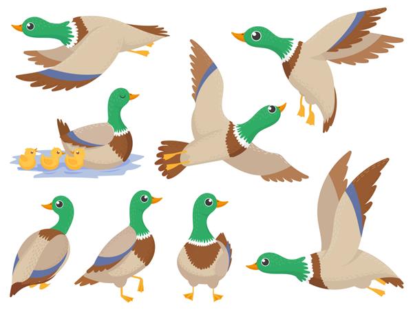 مجموعه کارتونی ایزوله اردک وحشی اردک اردک غاز پرنده زیبا و سر سبز شنا