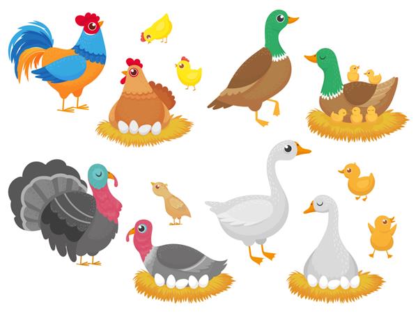 پرندگان مزرعه مجموعه کارتونی ایزوله لانه مرغ مرغ پرنده اردک غاز و لانه بوقلمون