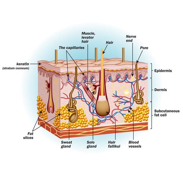 ساختار سلول های پوست انسان