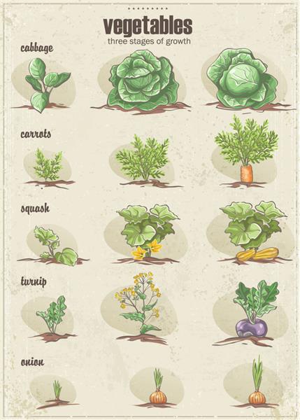 مجموعه سبزیجات با سه مرحله رشد آنهاset1