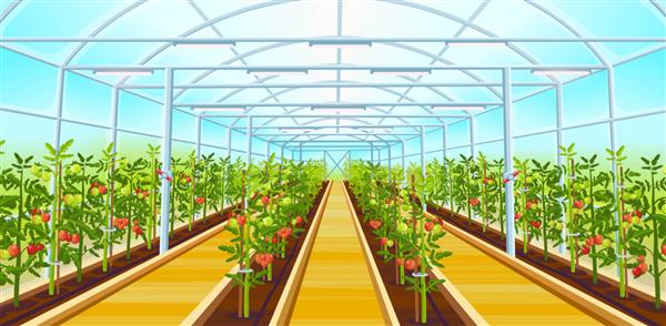 گلخانه ای بزرگ با ردیفی از نهال های گوجه فرنگی تصویر کارتونی