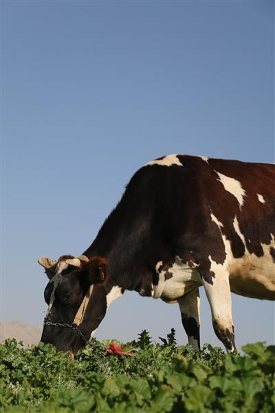 گاو از نمای نزدیک در سرزمین مزرعه سرسبز