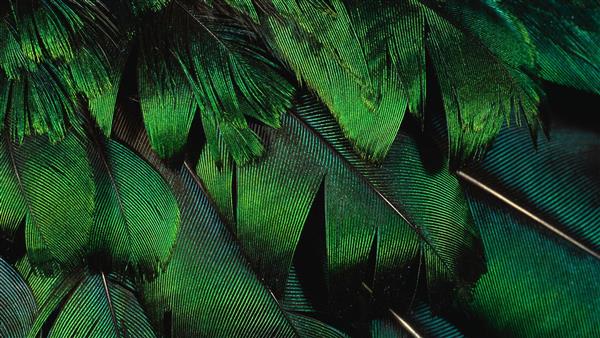 پر طاووس سبز رنگ با کیفیت