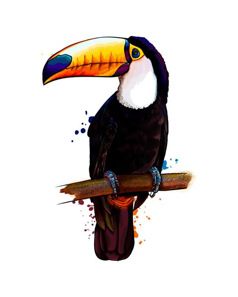 توکان پرنده استوایی از آبرنگ نقاشی رنگی واقع گرایانه تصویر برداری از رنگ