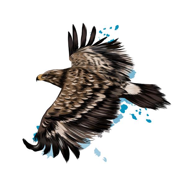 پرواز عقاب استپی از چلپ چلوپ آبرنگ نقاشی رنگی واقع گرایانه