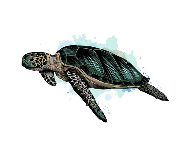 لاک پشت دریایی از آبرنگ نقاشی رنگی واقع گرایانه