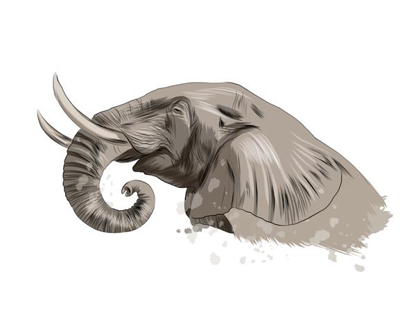 پرتره سر فیل از آبرنگ نقاشی رنگی واقع گرایانه