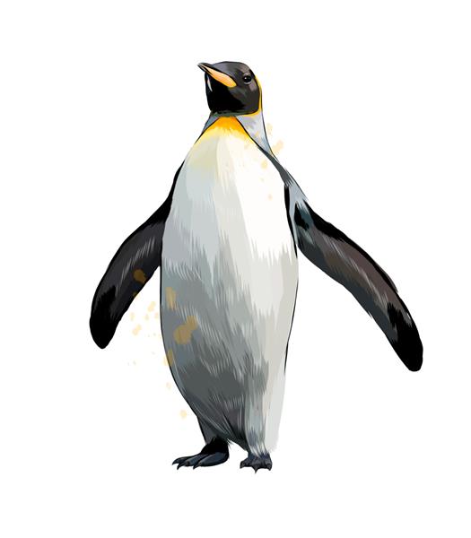 پنگوئن امپراتور از آبرنگ نقاشی رنگی