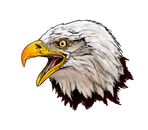 پرتره سر عقاب طاس آبرنگ روی سفید